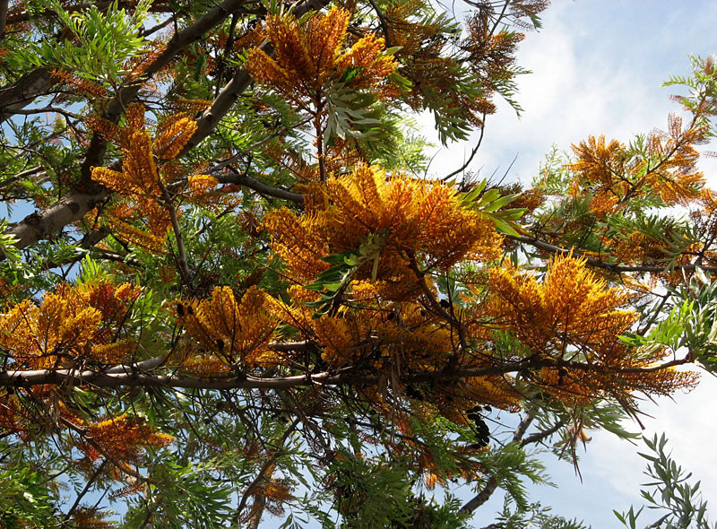 Albero sconosciuto / Grevillea robusta